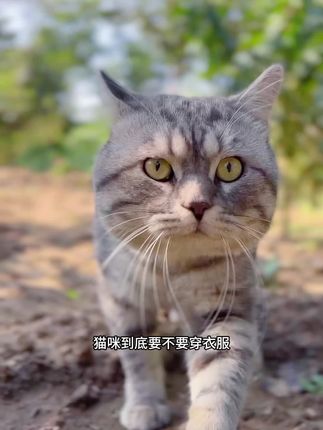 小十三都穿上小毛衣啦!真漂亮#萌宠 #养猫新手 #萌宠好物 #萌宠出道计划 #养猫人