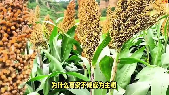 为什么高粱不能成为主粮?