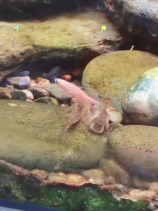 观赏鱼冷水清洁壮体沙鳅花泥鳅原生淡水除藻工具垃圾鱼青竹鲤#鱼缸里的大自然 #养鱼 #清洁鱼缸的鱼有哪些 #溪流缸 #神奇动物在抖音