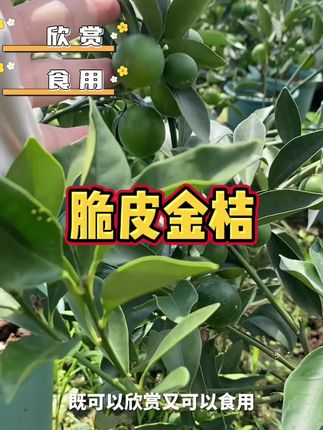 带果脆皮金桔树苗#优质种苗 #果苗种植 #强烈推荐 #带果 #三农