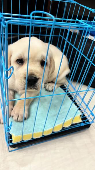 #幼犬 #拉布拉多 点个关注在走呗