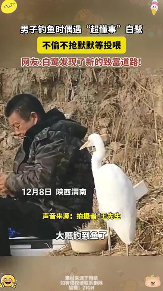 #男子钓鱼时偶遇“超懂事”白鹭
不偷不抢默默等投喂
网友:白鹭发现了新的致富道路!