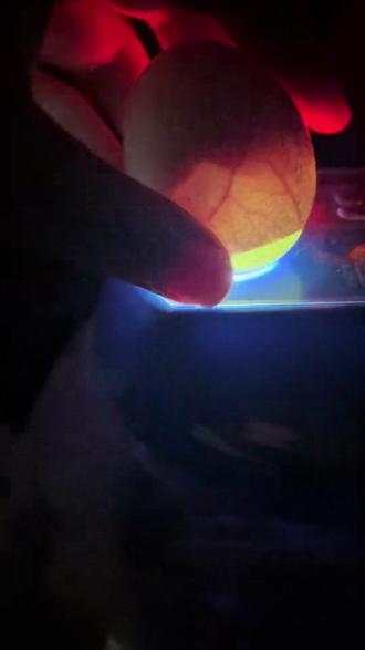 人工孵化小鸡 第10天的一个状态 用孵蛋器孵小鸡 同一个孵化器 不同位置孵出来的成熟度不一样 所以出壳时间也不一样 但是相差不了几天#孵化器孵小鸡 #人工孵化