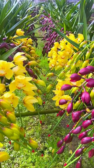 春节后养兰花!学会这1招,新根冒不停,花苞挂满枝! #兰灵王 #兰花营养液 #花卉绿植 #兰花种植 #蝴蝶兰营养液