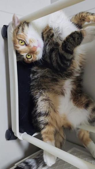 被彩狸外表所欺骗了,魔丸!简直魔丸!#彩狸 #彩狸受害者联盟 #三花