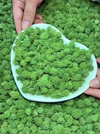 精选三七花正宗云南文山田七花三七花茶50-100g新花晒干非金银花#强烈推荐 #三七花#口感非常好#好喝不贵#田七花