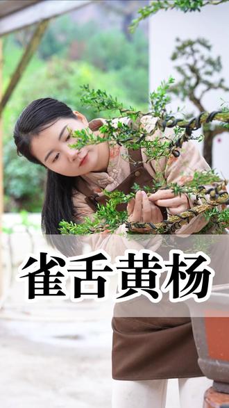 雀舌黄杨,文人盆景首选#雀舌黄杨 #盆景设计 #绿植造型 #好盆友娜娜