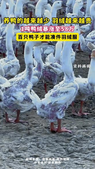 养鸭的越来越少,羽绒越来越贵!1吨鸭绒暴涨至58万,百只鸭子才能凑件羽绒服。(来源:齐鲁晚报·果然视频)