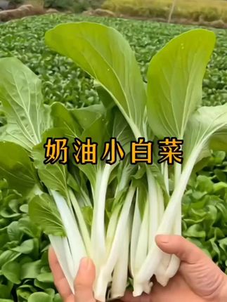 四季奶油小白菜,口感脆嫩爽口,耐高温不招虫,阳台小院撒籽就长,不到一个月就可以采收。#奶油小白菜种子#蔬菜种子#三农#三农种植#在家种菜