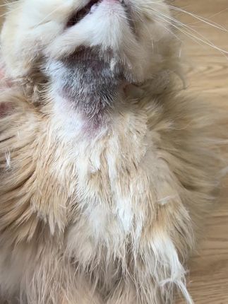 家里猫狗皮肤要是发红没毛的。咱们就喷喷这个皮肤喷剂,温和不刺激,还有检测报告#皮肤喷剂#新手养猫#新手养狗