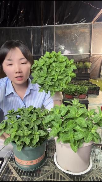 新手也能养爆盆!这薄荷居然能吃还疯长?