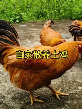 #乡村 #农村 #盐焗鸡 #土鸡 #三农