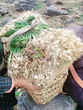 要泡野葱颗颗的老乡们,赶紧去拍了,酸辣爽口,开胃下饭好安逸#泡野葱#泡苦蒜#泡小蒜#泡蒜头#下饭菜