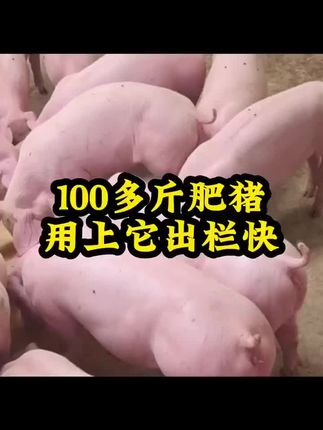 #养猪人 #养猪人不容易 #猪喂什么饲料长得最快 #猪吃什么长的快 #农村养猪人