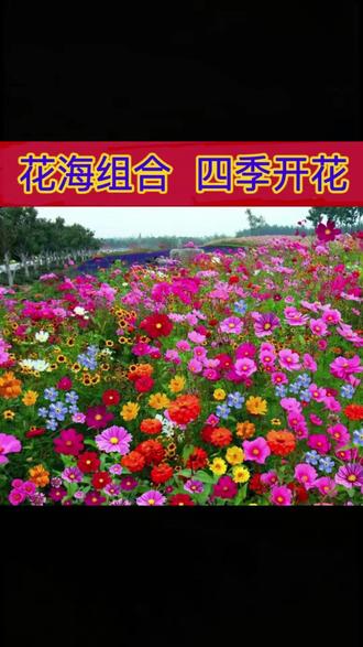 只要你也喜欢这种花,只需几包野花组合种子,一年四季都有花看