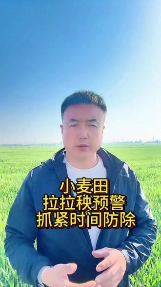 小麦田后期灌浆期,满地拉拉秧 (葎草)怎么清除?一次性给大家讲清楚!#小麦种植#小麦高产管理#小麦除草#三农#种植小麦的注意了
