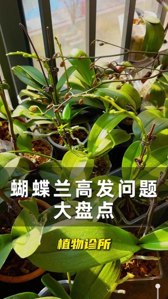 蝴蝶兰高发问题大盘点,这些你都遇到没? #蝴蝶兰 #蝴蝶兰养护 #养花 #养花小知识 #花卉绿植