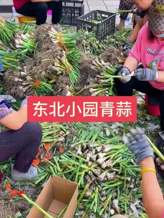 #青蒜头 #白皮蒜 #腌糖蒜的季节