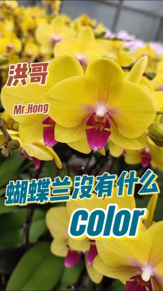 蝴蝶兰没有什么颜色#爱生活爱养花 #蝴蝶兰 #抖音带你去赏花 #年宵花 #抖音助农