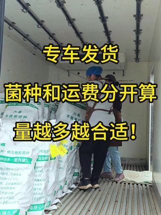 平菇菌种,专车发货,越多越合适哦!#平菇种植 #平菇菌种 #食用菌栽培种 #栽培种