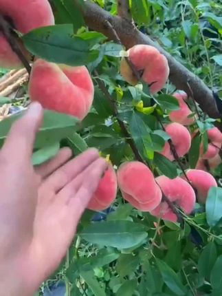 【顺丰】山东蒙阴紫金油蟠桃新鲜油蟠桃果园现摘现发鲜甜多汁3斤起#口感特别好 #创作者扶持计划 #原创视频 #三农 #快来一起尝个鲜
