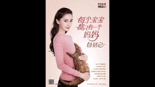 #保护野生动物 #保护穿山甲 #杨颖 没有买卖,就没有伤害!