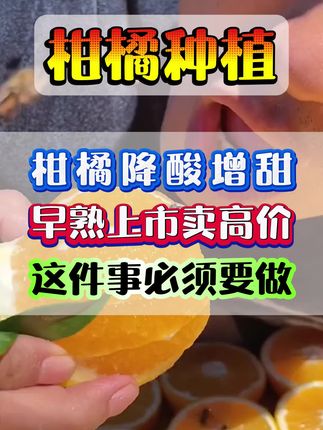 促进柑橘降酸增甜促早上提前上市#柑橘种植#果树管理#膨大增甜上色#果树种植技术#果树施肥
