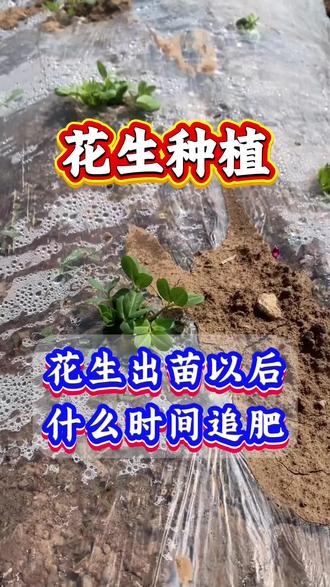 花生出苗以后,什么时候开始追肥#花生#花生种植#花生管理#花生高产#农业种植
