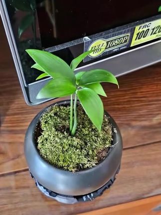 驱蚊竹柏植物四叶草绿植花卉室内办公室桌面创意盆栽盆景四季好养#绿植