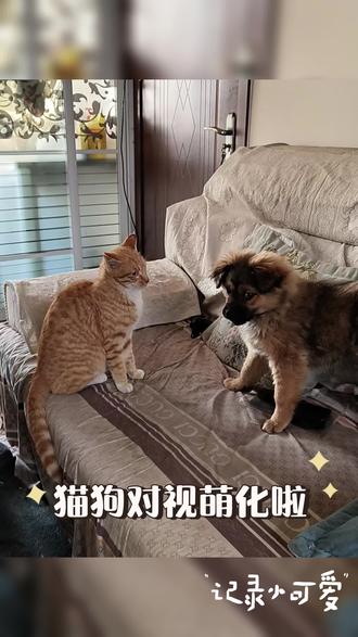 家有萌宠,你们家的也亮个相吧#萌宠