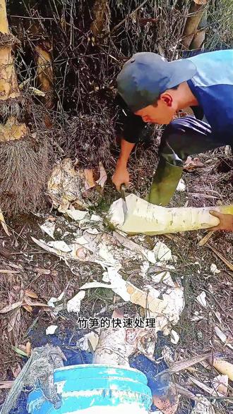 新鲜竹笋快速处理 农民用刀子顺着竹笋外壳竖切,徒手将笋壳剥落下来,快速将竹毛处理干净#葛根 #我为家乡农产品代言 #果农不易 #果农 #宰羊
