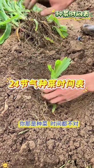 2027年二十四节期种菜时间表 2027年二十四节期种菜时间表#三农 #种植小技巧 #种菜 #种菜时间