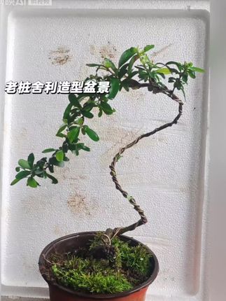 #绿植盆栽花卉 #室内高档植物