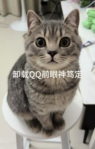 欢迎收看糊糊卸载QQ记#绝育 #猫咪吃瓜 #成精的萌宠 #它真的好像个小宝宝 #萌宠