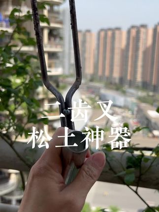 松土小神器两齿叉,疏松板结土壤,横着竖着都能用,养花种菜备一 #土壤板结的改良方法 #自己种的纯天然的绿色蔬菜 #阳台种菜 #田园生活 #菜园子