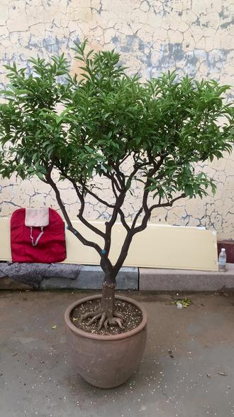 三棵精品金枣树