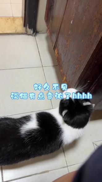 淡猫返场,有点浓了哈#奶牛猫 #萌宠日常