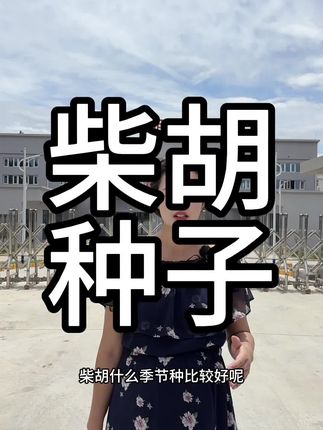优质柴胡良种#柴胡#北柴胡