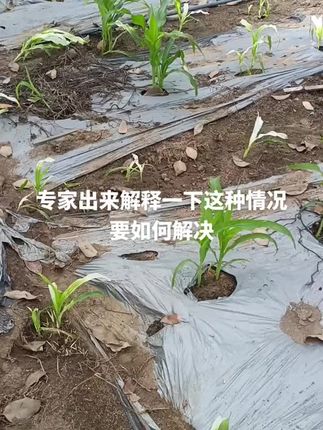 除草剂不要乱打,要打就打玉米专用除草剂,像这种也到还有救没死透,下方链接有玉米专用除草剂