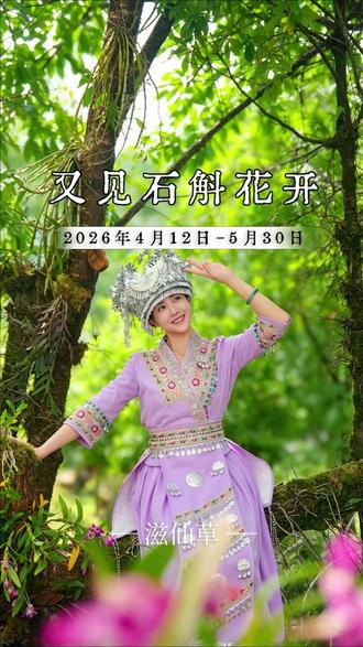 云南龙陵的石斛花开了 又见石斛花开,4.12-5.30,相约云南龙陵高黎贡山,一起漫步石斛花海! #云南高黎贡山 #滋仙草 #石斛花开 #紫皮石斛 #铁皮石斛