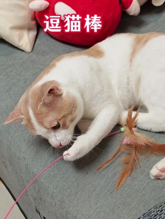 #宠物出道计划 家人们赶快去薅这个逗猫棒#逗猫棒 #猫玩具 #大橘为重 #被迫营业的猫猫