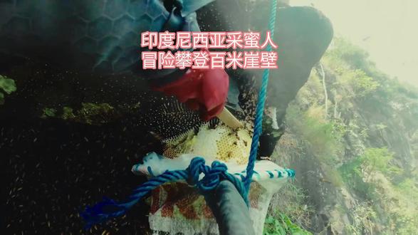 印度尼西亚采蜜人,冒险攀登百米崖壁 #有趣的知识又增加了 #蜂蜜