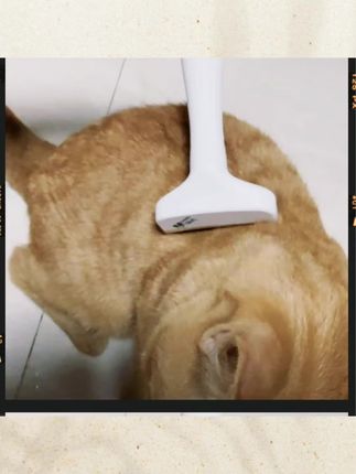 只要打薄,不要剃毛!!#狗子的幸福 #毛孩子的日常 #可爱萌宠