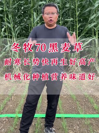 耐寒牧草种子冬牧70黑麦草,应该如何种植和收割利用?#黑麦草种子#耐寒牧草#冬牧70黑麦草#牛羊草料