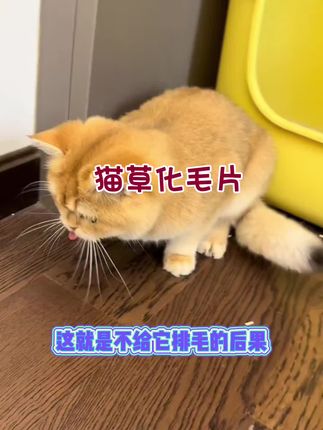 #爆米好物 猫咪每天都在舔毛,所以要及时给它排毛哦#猫草片#萌宠出道计划 #抖in萌宠计划