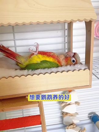 想要鹦鹉养得好,定期驱虫少不了,三个月一次,每次三天#鹦鹉驱虫 #鹦鹉体内驱虫 #养鹦鹉必备 #萌宠好物