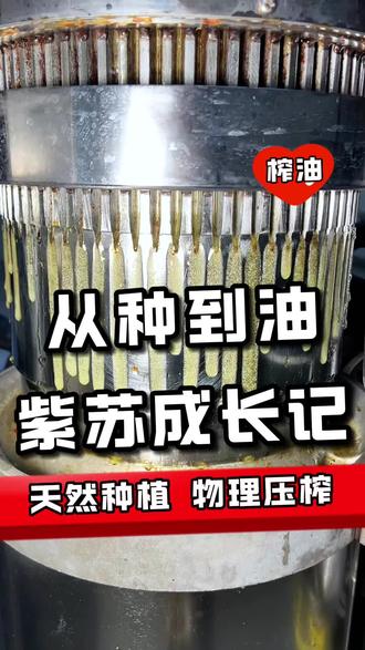 一粒小小的紫苏籽,如何升华变成千家万户餐桌上健康美味的紫苏油?山西晋商赵晋彪带大家走进种植基地和晋荞米业工厂,分享紫苏油从种植到生产的全流程 #紫苏油 #紫苏油加工全过程 #亚麻酸 #工厂实拍