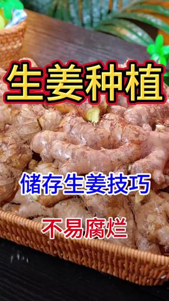 生姜这样储存一年都不会坏#生姜种植 #生姜管理#生姜高产 #生姜施肥