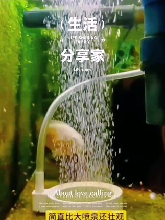 #养鱼日记 #增氧泵 #氧气 #轻松养鱼 #日常分享