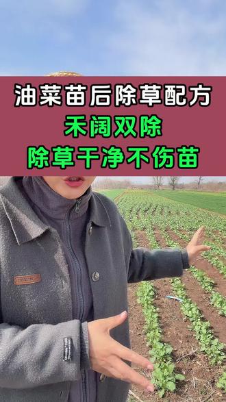油菜苗后除草配方#油菜种植 #油菜除草剂 #抖音助农
